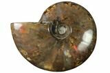 Flashy Red Iridescent Ammonite #155235-1